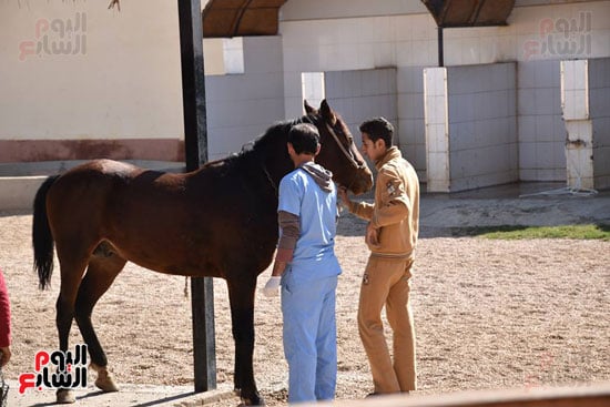 تقديم الخدمات الطبية للحيوانات بمقر المستشفى