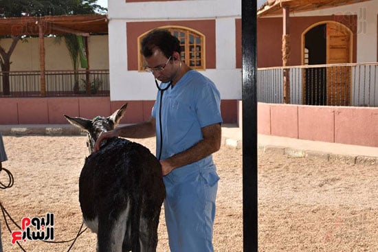 حمار يتلقى خدمة طبية مميزة داخل المستشفى