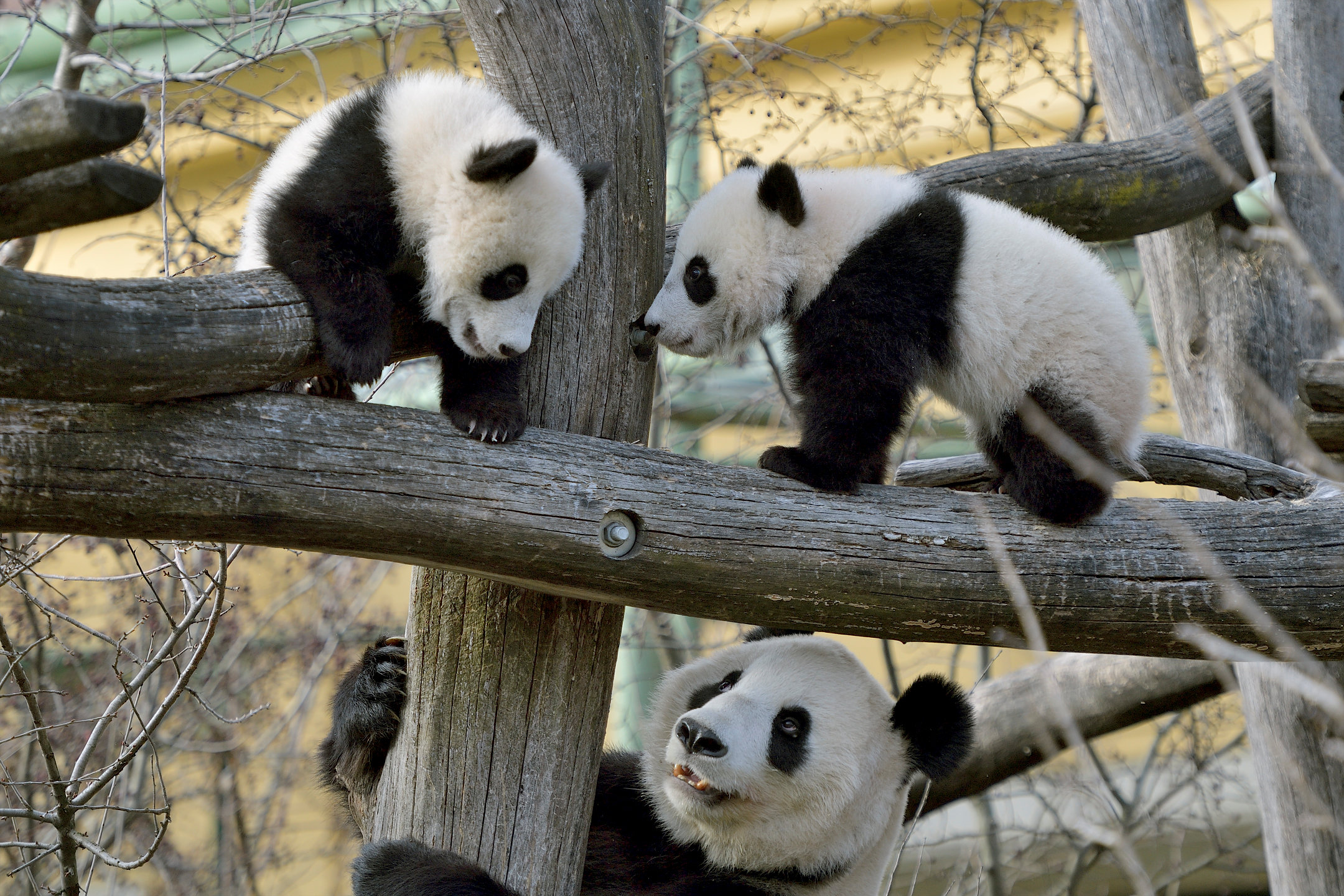 Панда детеныш москва. Панда в Московском зоопарке. Панда Пинь-Пинь Московский зоопарк. Зоопарк Шенбрунн панды. Панда жуи.