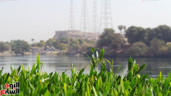              الخضرة على ضفاف النيل