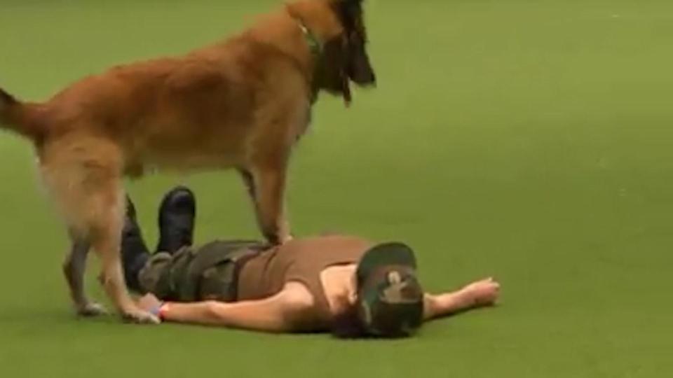 الكلب يجرى اسعافات اولية لمدربته خلال عرض ببريطانيا