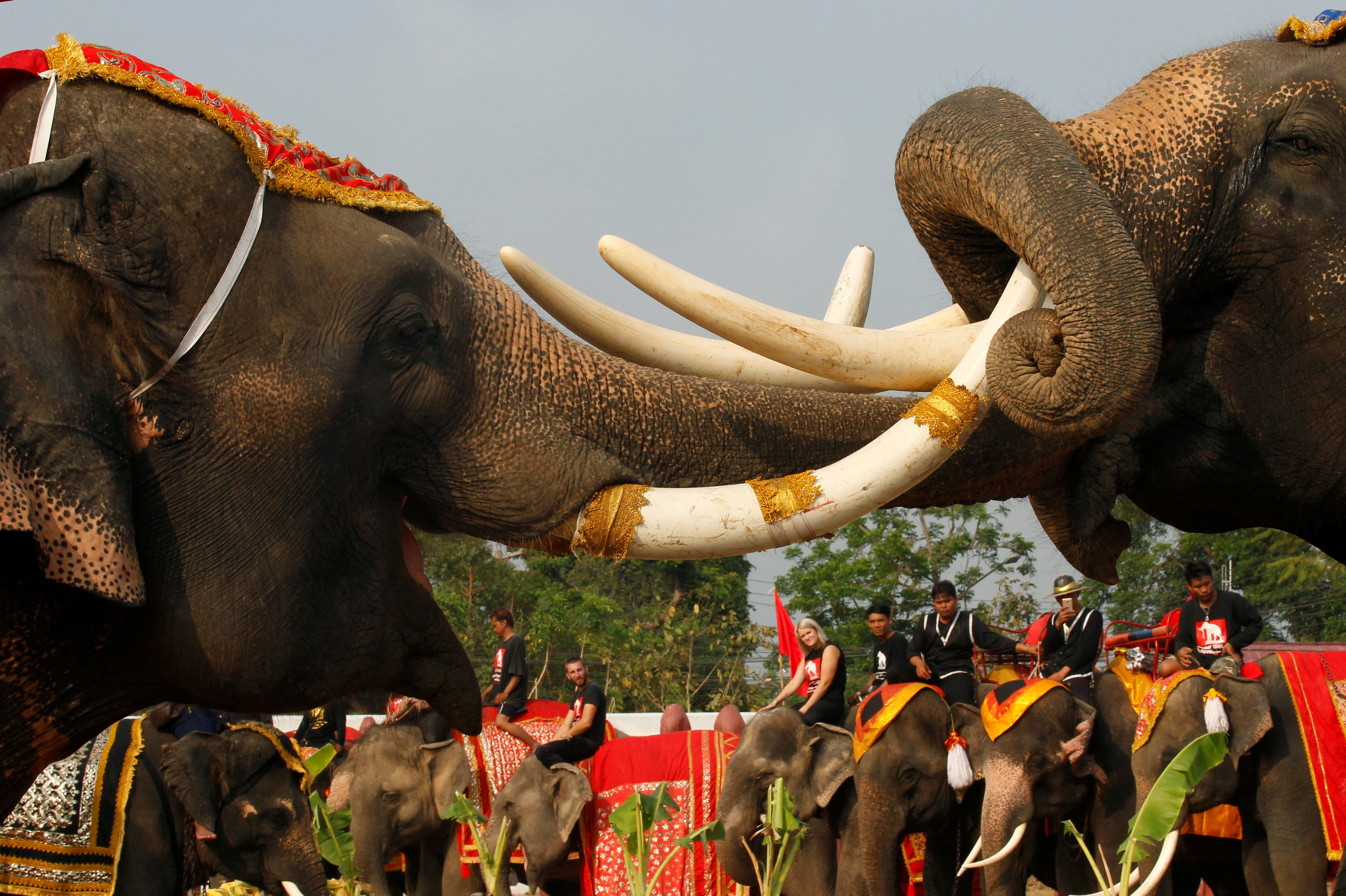 اشتباك الفيلة خلال احتفالات اليوم الوطنى فى تايلاند