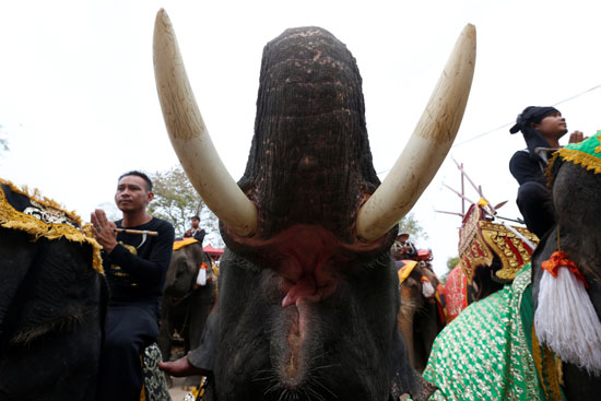 فيل يصدر النهيم خلال احتفالات اليوم الوطنى