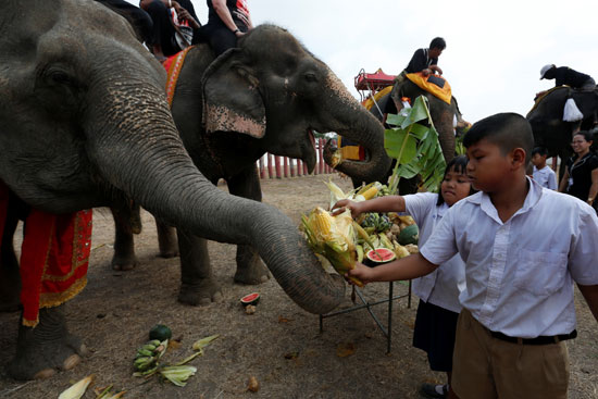 الأطفال يطعمون الفيلة فى تايلاند خلال اليوم الوطنى للفيل