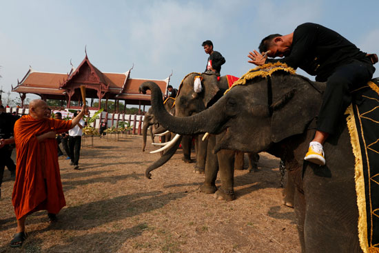استعدادات بدء قتال الفيلة فى تايلاند