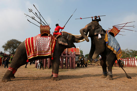 قتال الفيلة خلال اليوم الوطنى للفيل فى تايلاند
