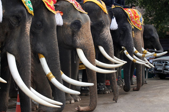 الفيلة يصطفون قبل بدء القتال احتفالا باليوم الوطنى للفيل بتايلاند