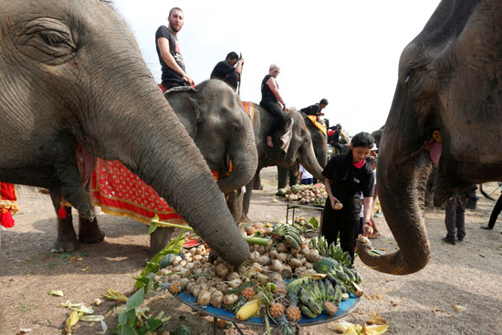 الفيلة تأكل قبل بدء احتفالات اليوم الوطنى للفيل فى تايلاند