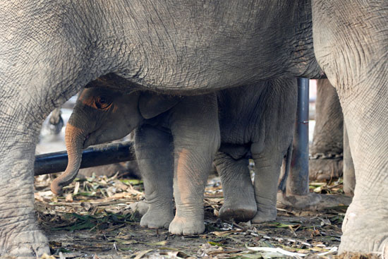فيل صغير يقف بجوار أمه خلال حفل اليوم الوطنى للفيل فى تايلاند