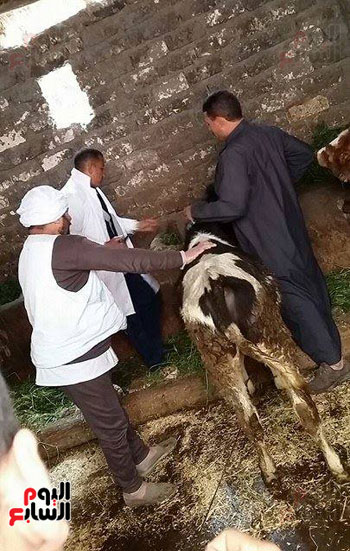  نفوق جماعى للمواشي
