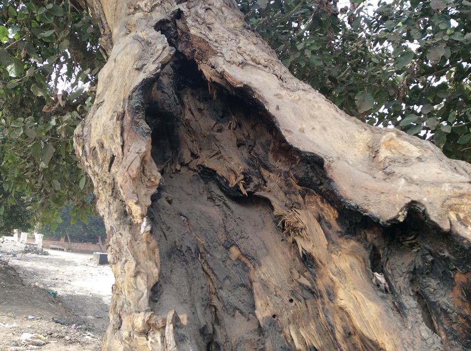 4- قلب شجرة الجميزة يؤكد علي تاريخها الذي يبلغ 127 سنة