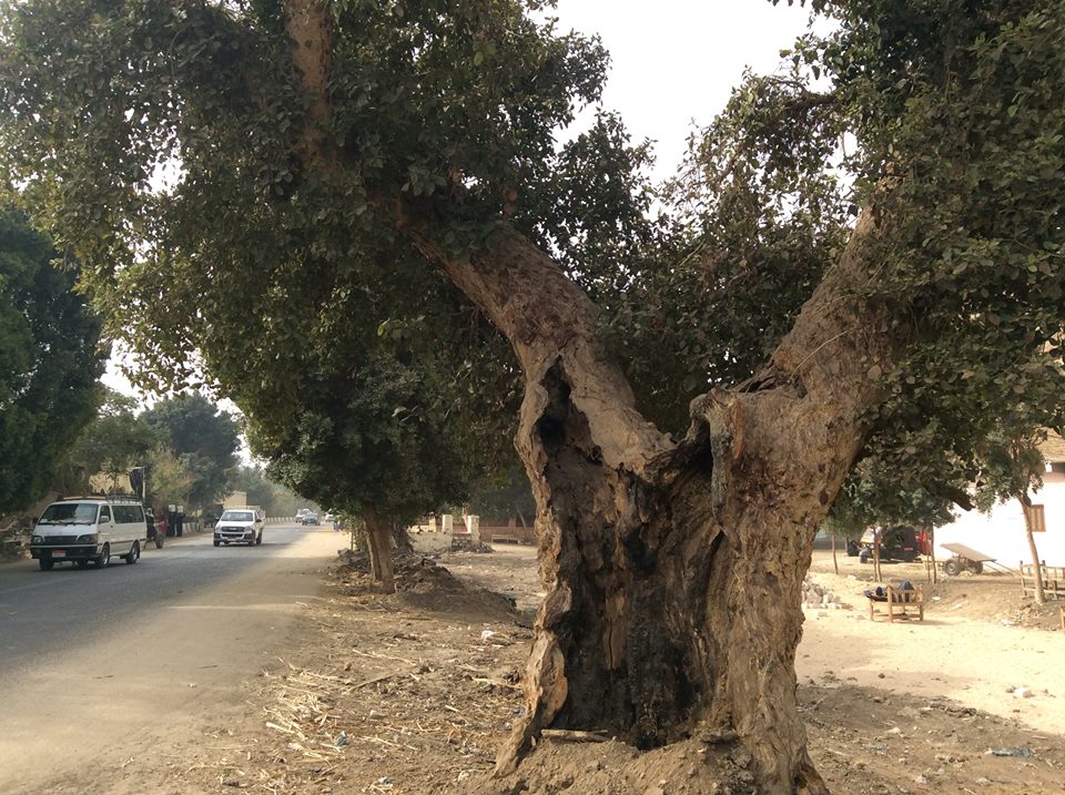 1- شجرة الجميزة بقرية البعيرات أقدم شجرة معمرة تعود لعام 1890م