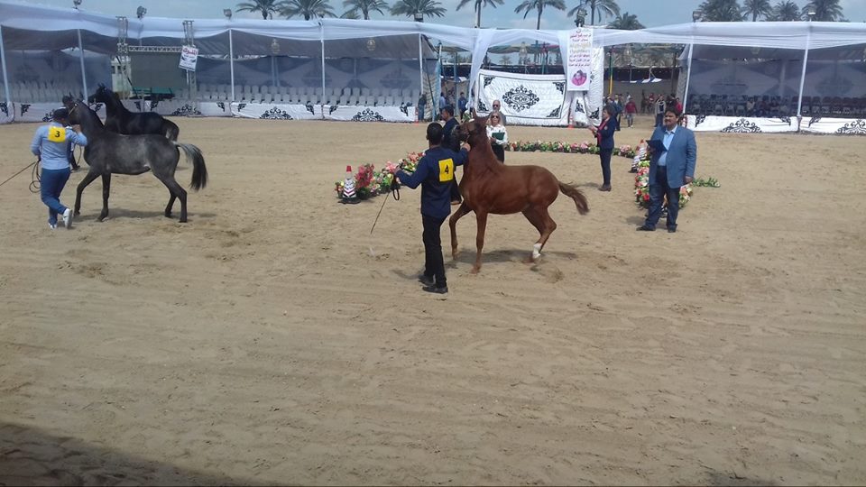 مشاركة 385 حصان خلال مهرجان الخيول العربية