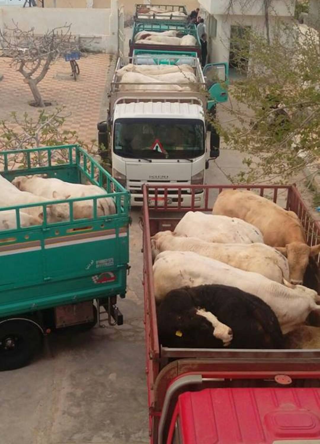 الماشية المضبوطة كانت في طريقها للتجار بمحافظة الشرقية