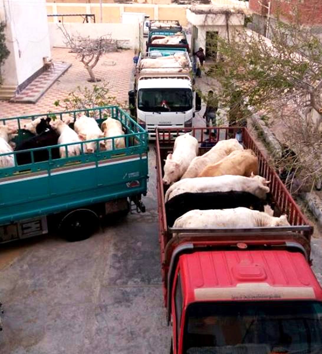 الماشية المضبوطة محملة على سيارات