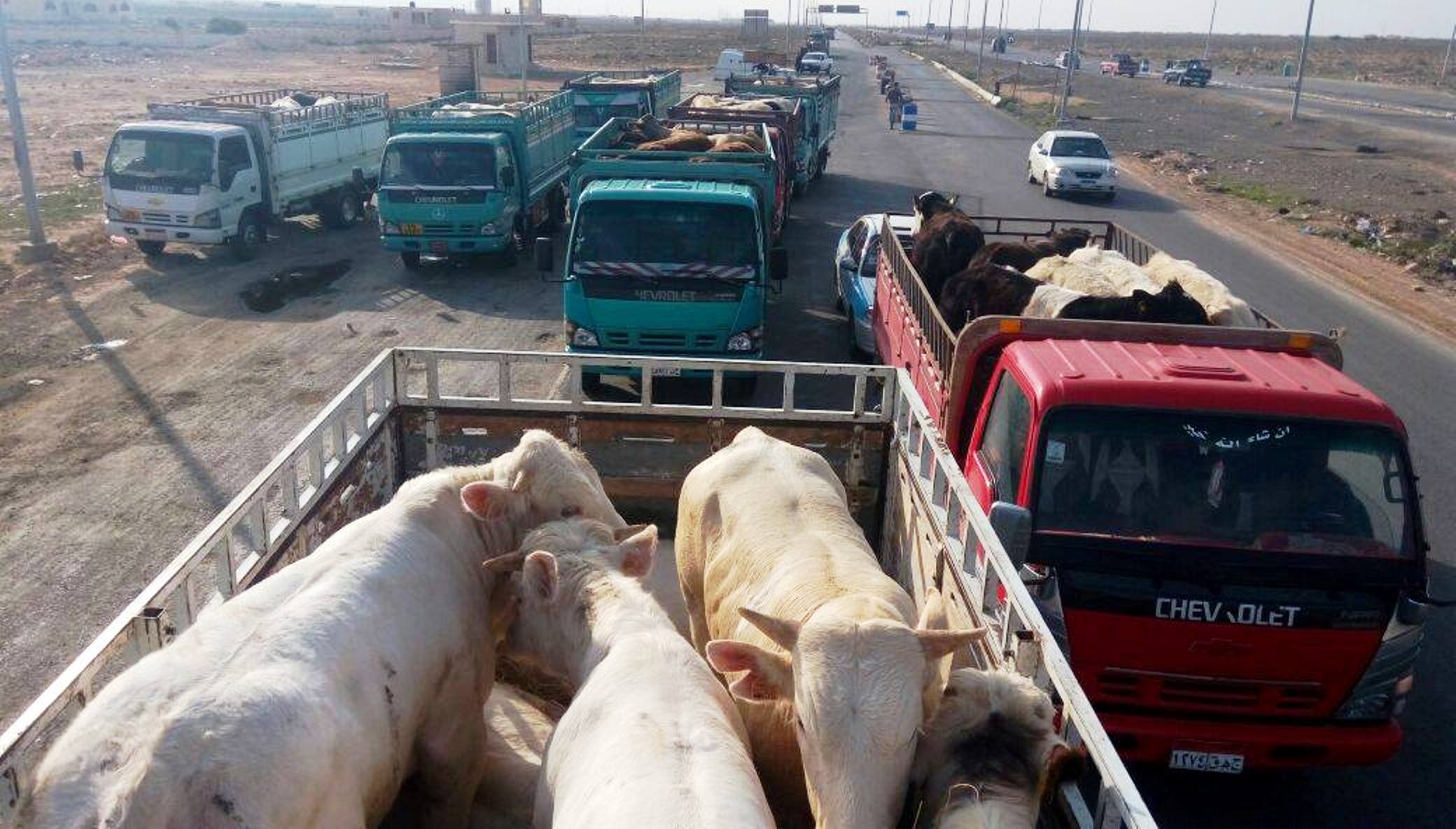ضبط سيارات محملة بـ 70 رأس ماشية مهربة من ليبيا بمطروح