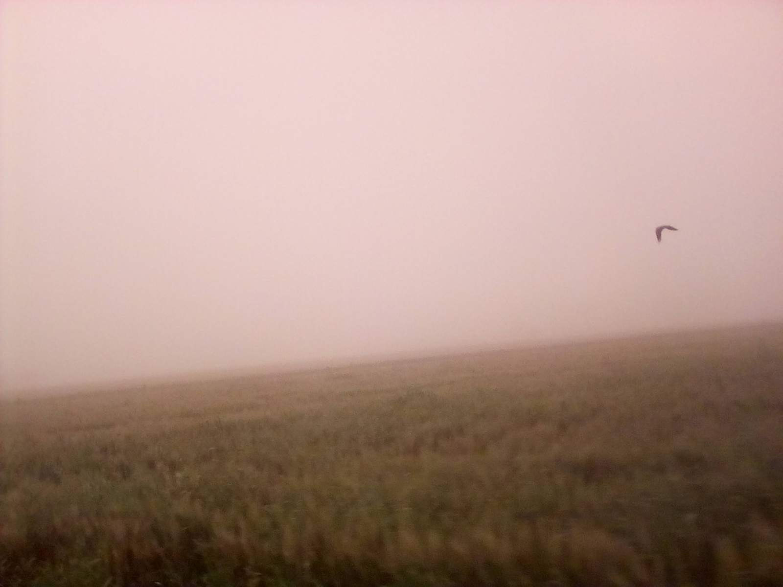 طقس سيئ وعاصفه ترابية تضرب المنيا  (1)