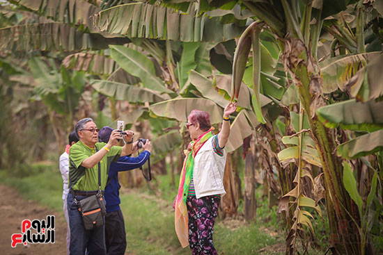 السياح يلتقطون الصور لشجر الموز