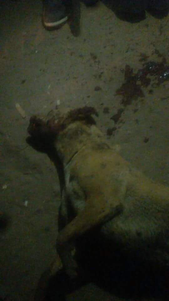 الكلب بعد قتله