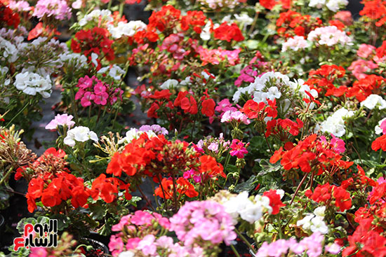 معرض الزهور حديقة  (39)حديقة الأورمان  
