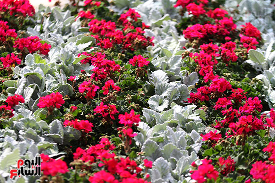 معرض الزهور حديقة  (17)حديقة الأورمان  