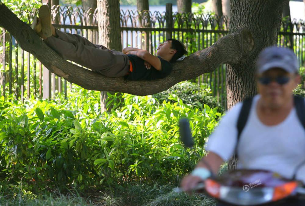 شاب صينى ينام على شجرة فى الشارع