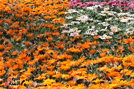 معرض الزهور حديقة  (71)حديقة الأورمان  