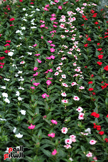 معرض الزهور حديقة  (59)حديقة الأورمان  