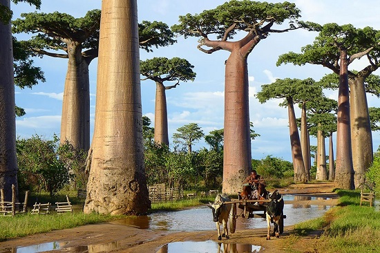 Baobab trees, Madagascar