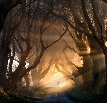 An alley of beech trees, Northern Ireland