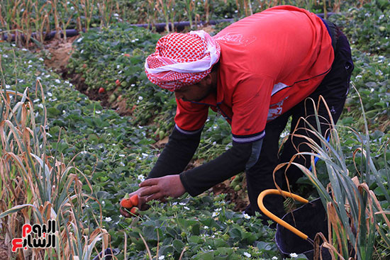 عامل  يجمع الفراولة  بمزرعة  بالسويدات .