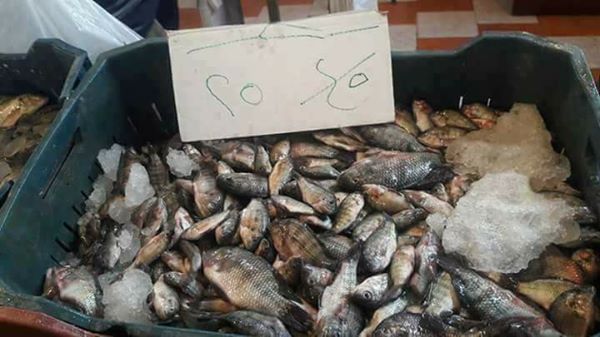 حملة مقاطعة الأسماك فى المحافظات (2)