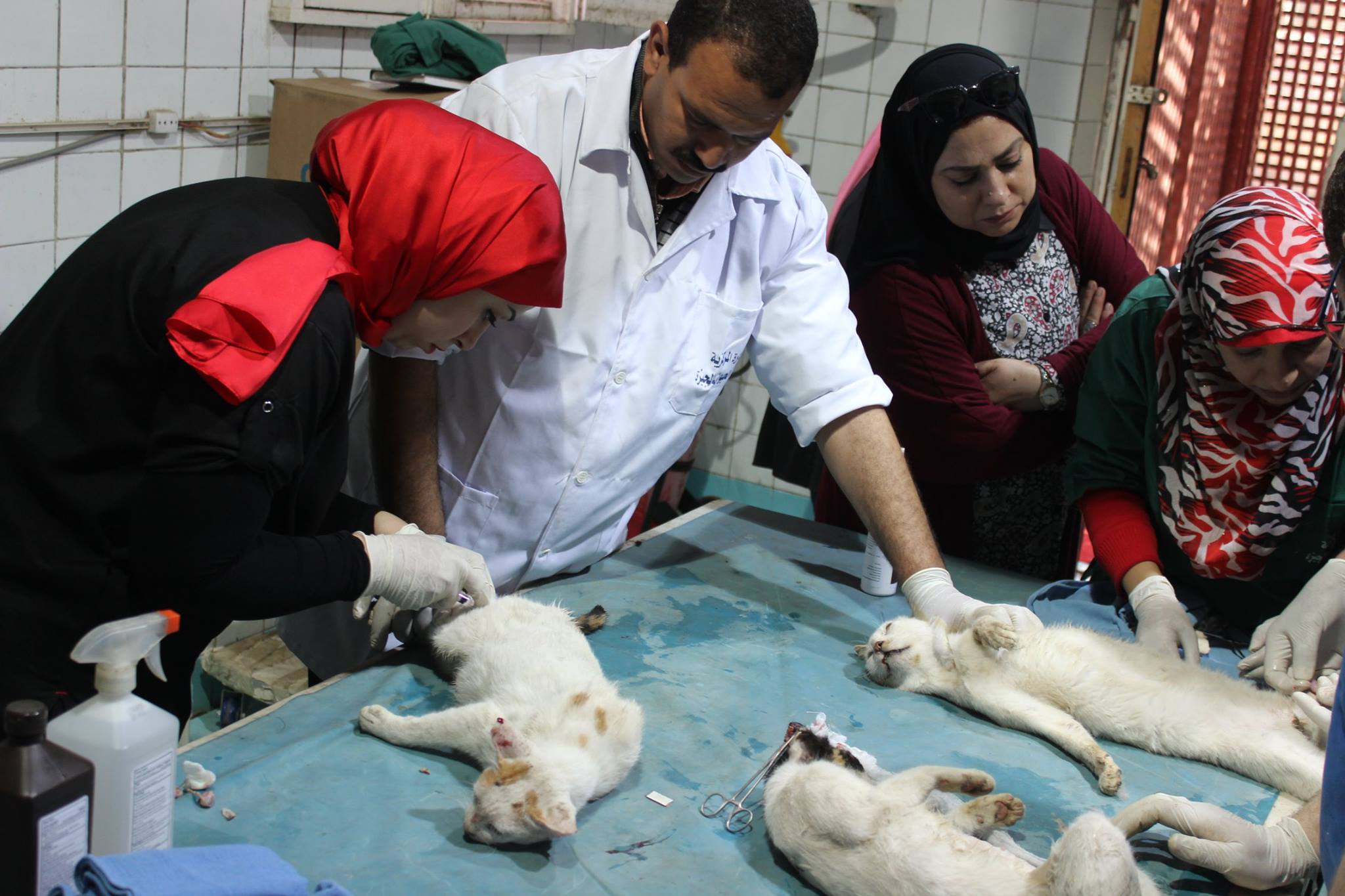أطباء بيطريون أثناء عملية أخصاء القطط