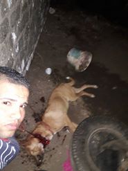 بالصور شاب يذبح كلب ا بوحشية ويؤكد عايشينها بالإجرام فدا الشيطان اليوم السابع