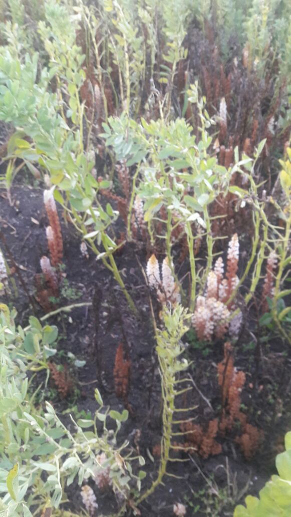 حشائش الهالوك