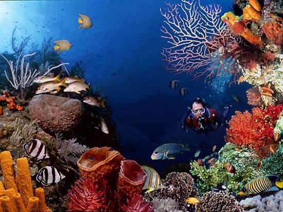 الشعاب المرجانية والأسماك الملونة