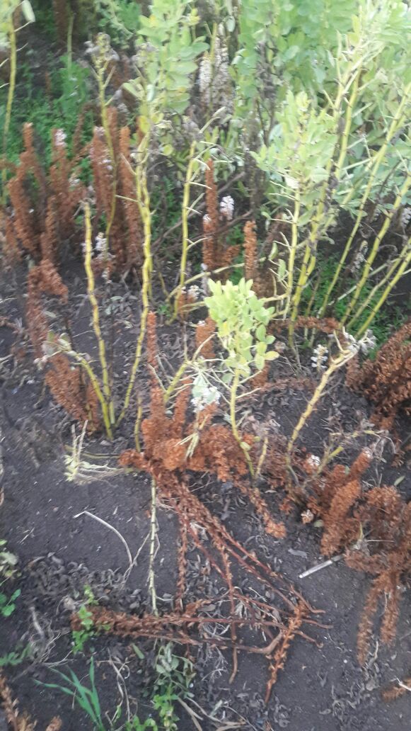 جانب من الحشائش