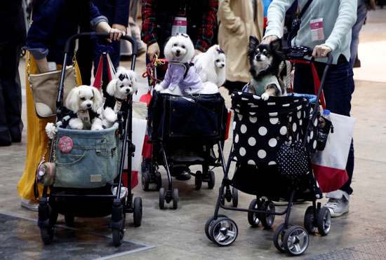 انطلاق المعرض الدولى للترفيه عن الكلاب فى اليابان