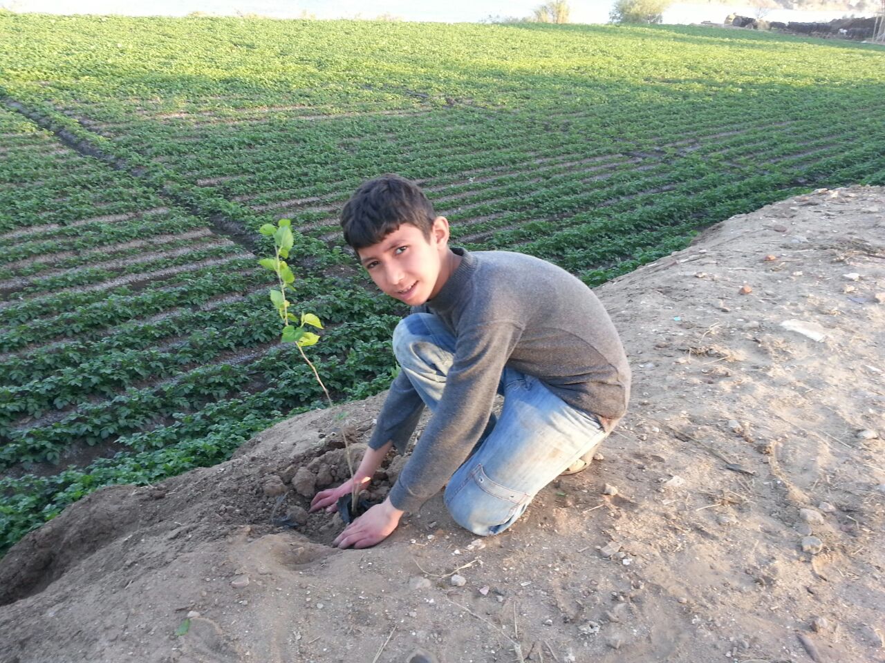طفل يزرع شجرة