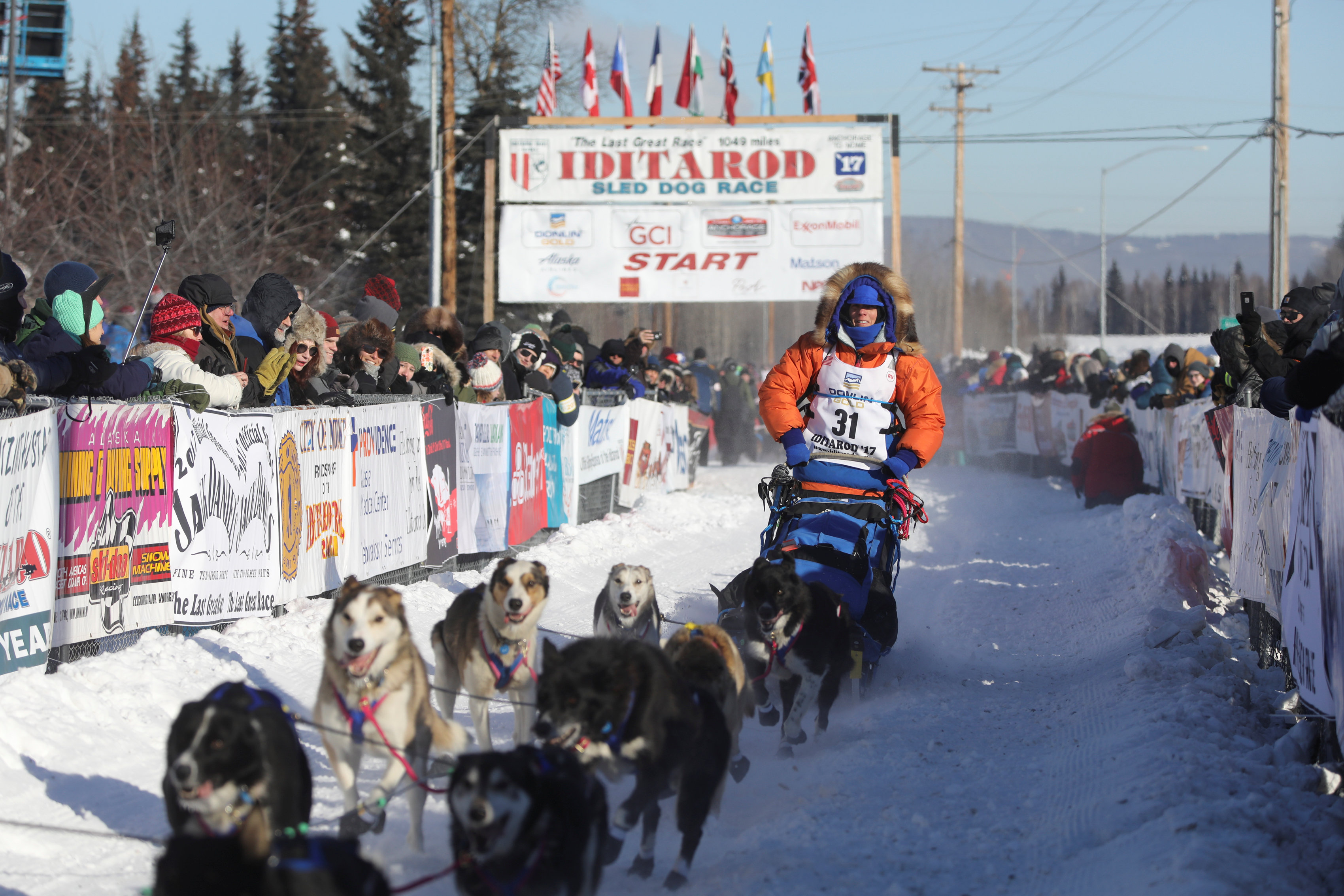 مسابقة تزلج الكلاب البرية فى ألاسكا الأمريكية