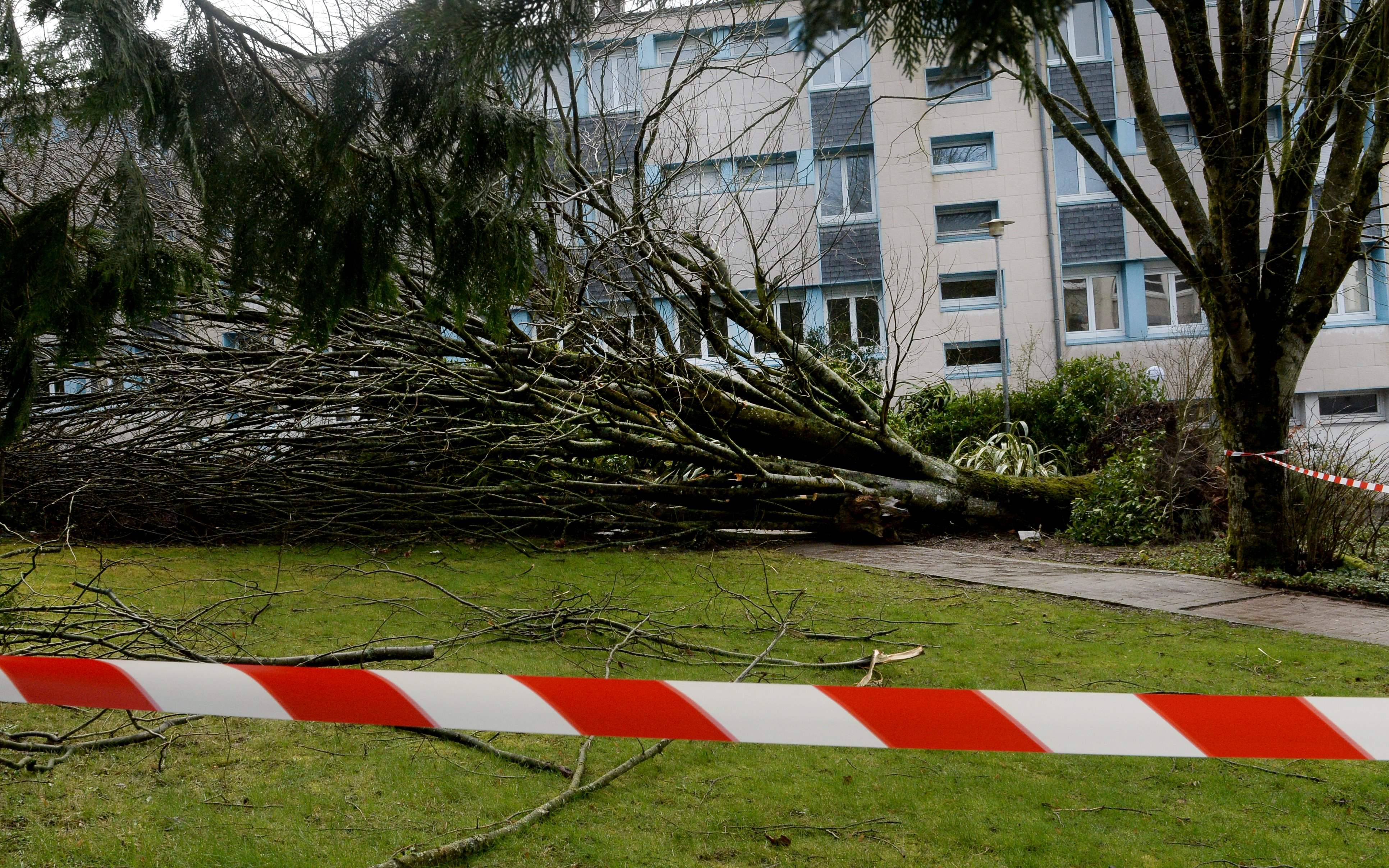 عاصفة قوية تدمر الأشجار فى فرنسا