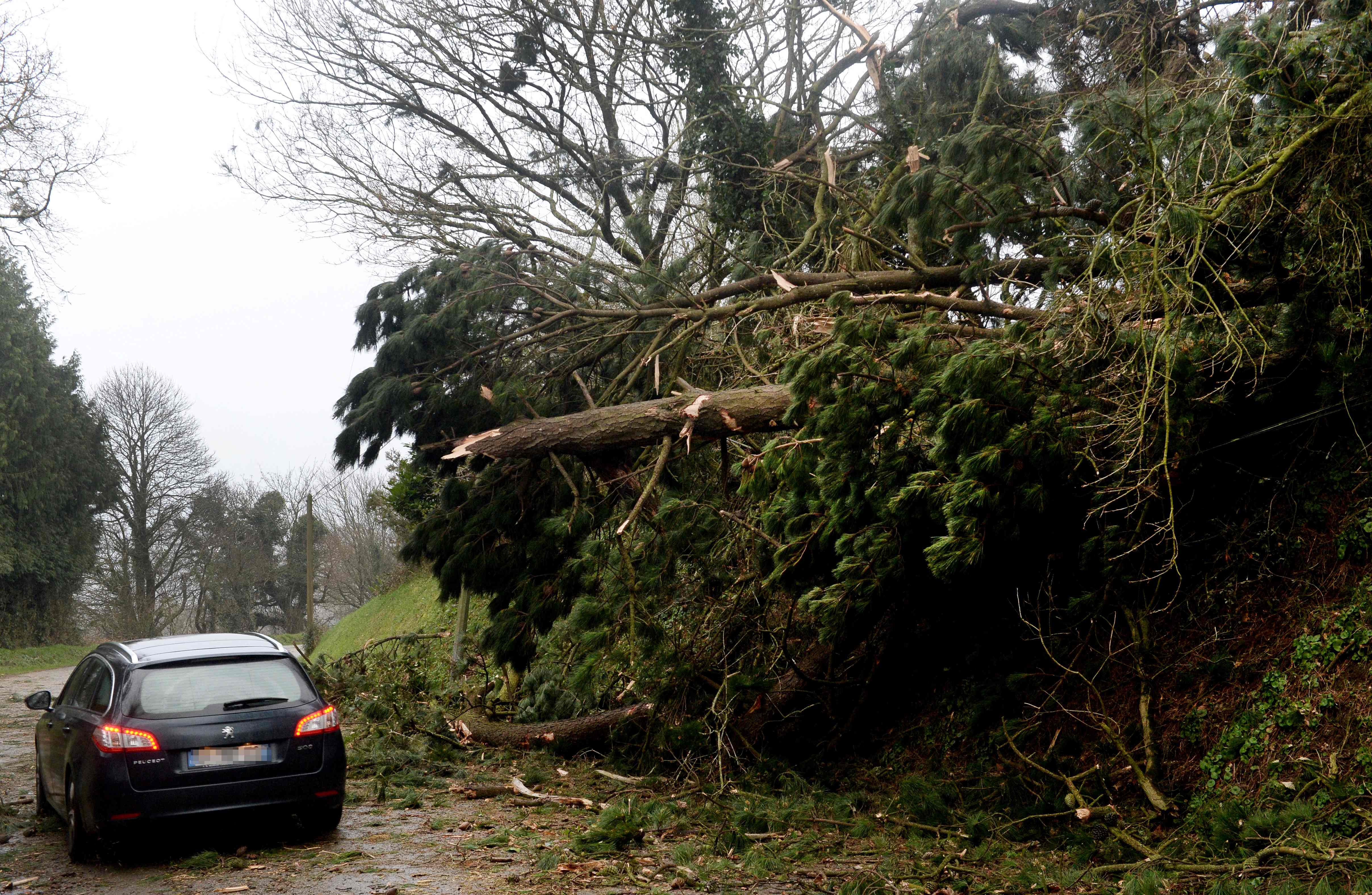 تساقط الأشجار على جنبات الطرق فى فرنسا نتيجة العاصفة