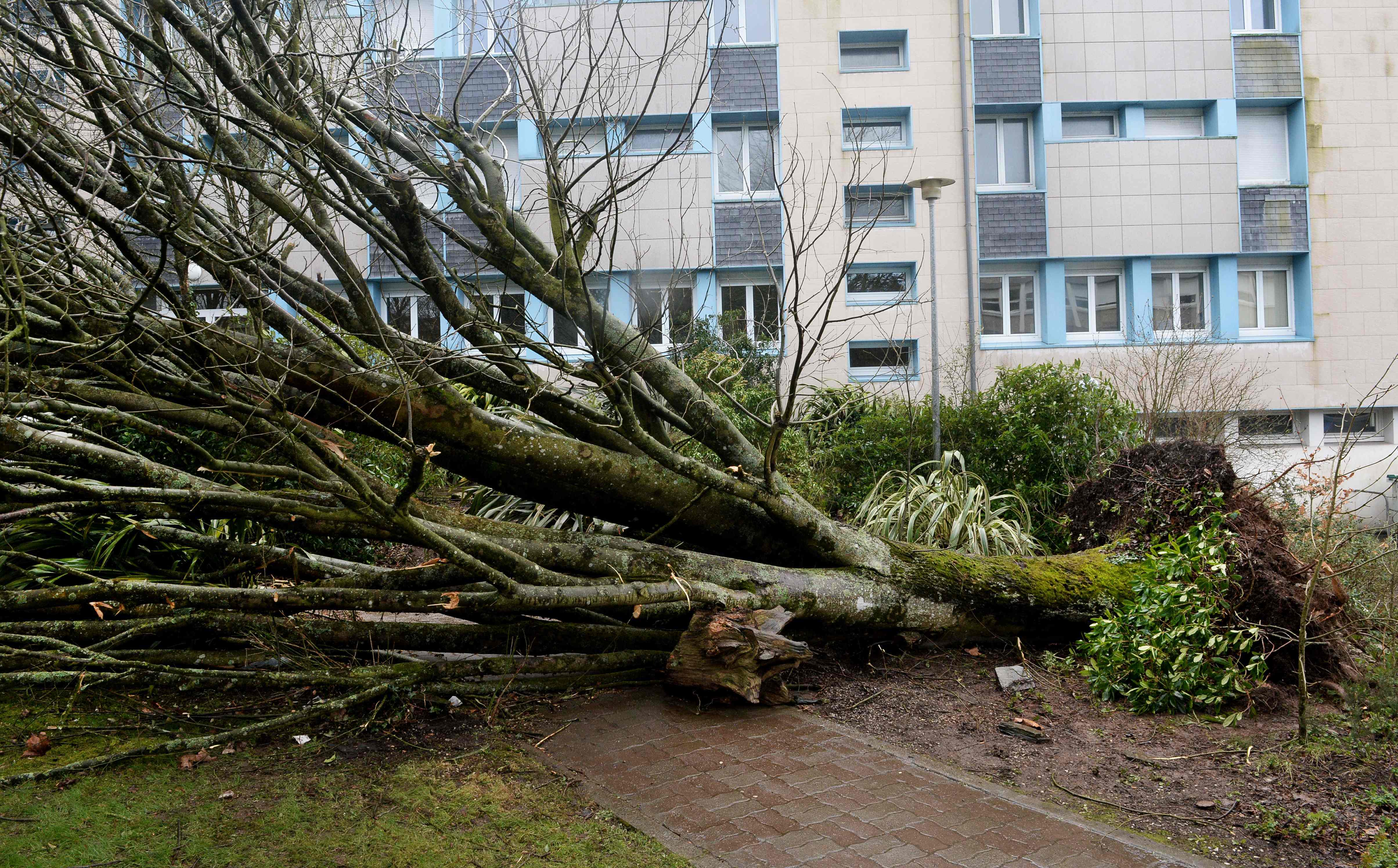 سقوط شجرة ضخمة فى فرنسا نتيجة عاصفة قوية