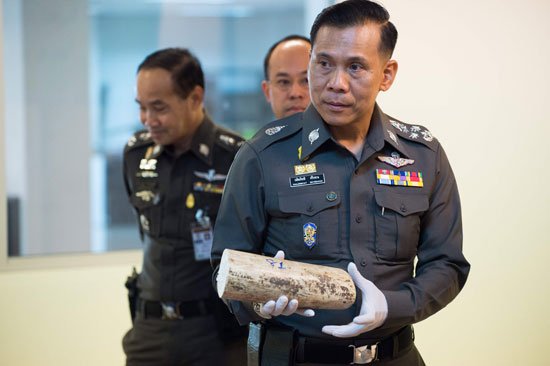 نائب مفوض الشرطة التايلاندية يمسك بقطعة من العاج المضبوط