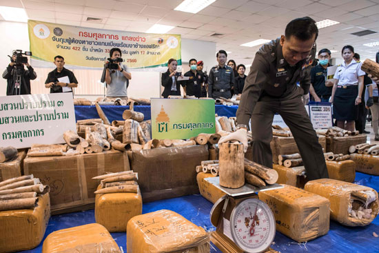 نائب مفوض الشرطة التايلاندية يزن قطعة من العاج المضبوط