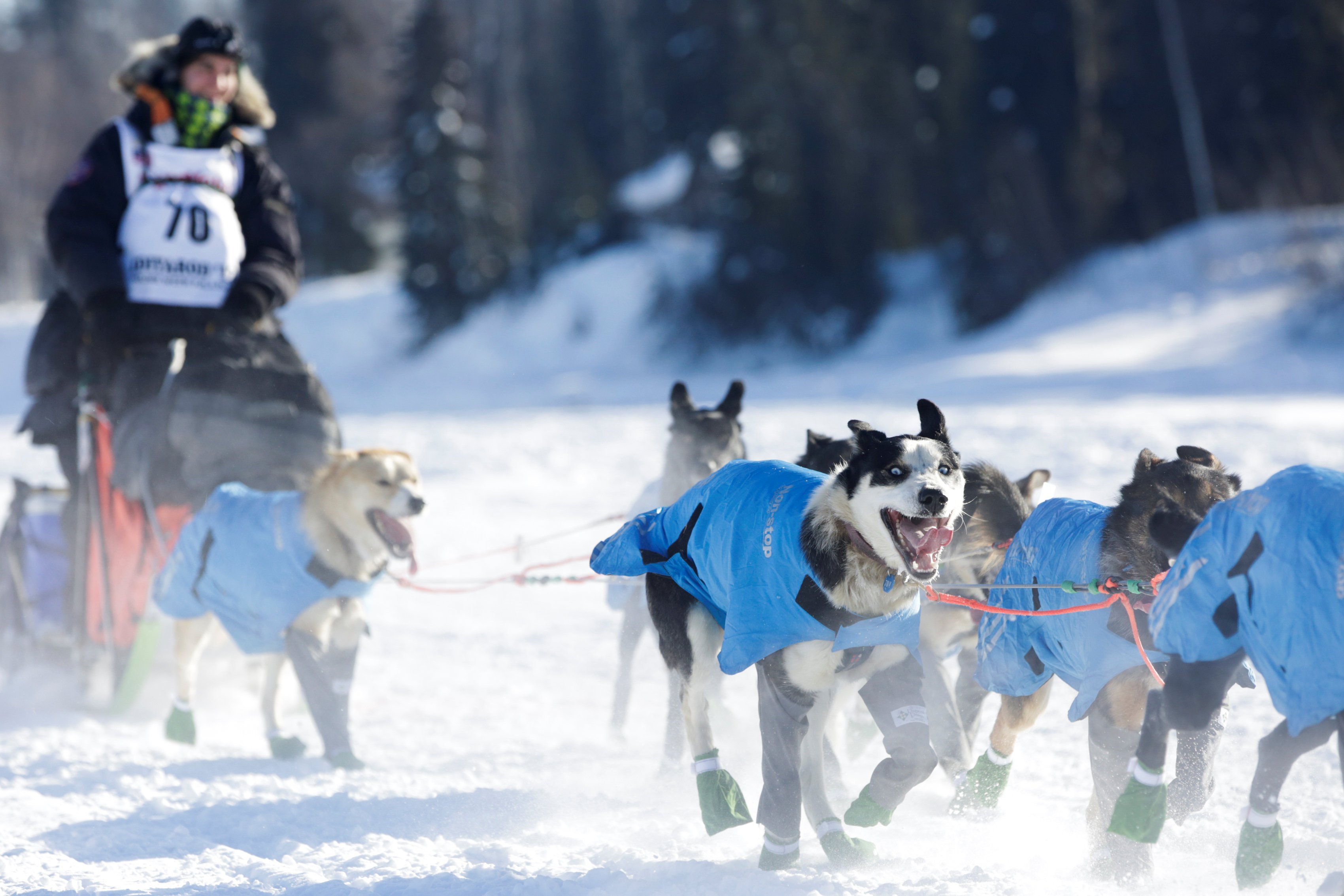 الكلاب المشاركة فى مسابقة التزلج على الجليد