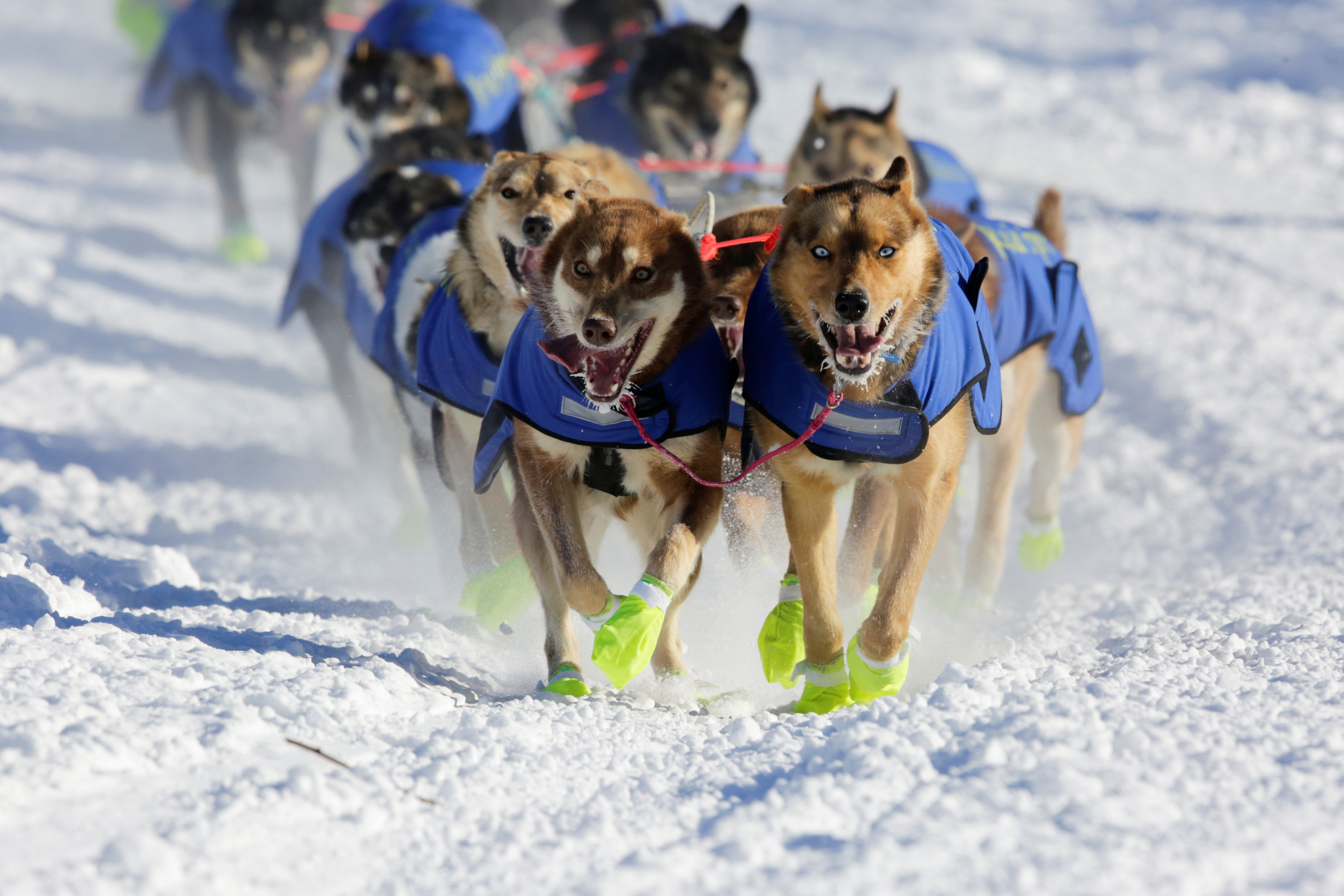 كلاب برية مشاركة فى سباق التزلج على الجليد بأمريكا