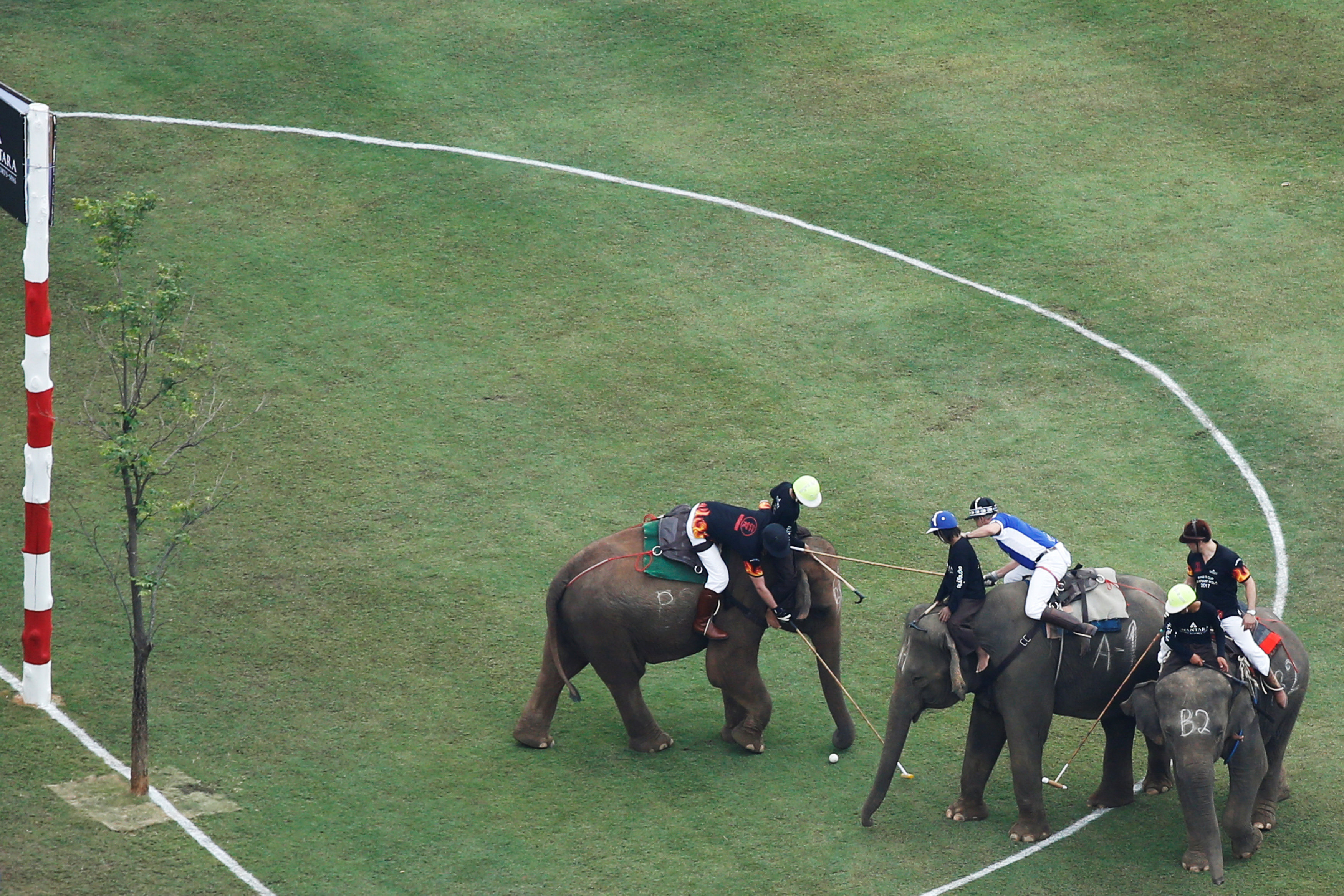انطلاق بطولة كأس ملك تايلاند لرياضة بولو الفيلة 2017 فى بانكوك