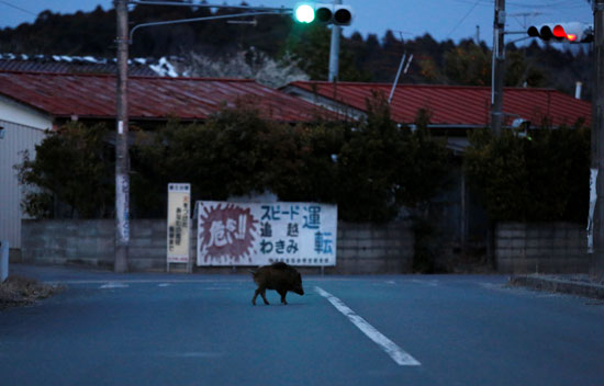 خنزير برى يسير فى أحد شوارع -فوكوشيما صياد يطلق النار على الخنازير