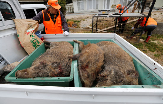 وضع الخنازير البرية على سيارة لنقلها